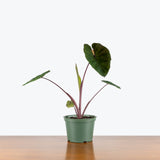 Colocasia Waikiki — 6" Pot