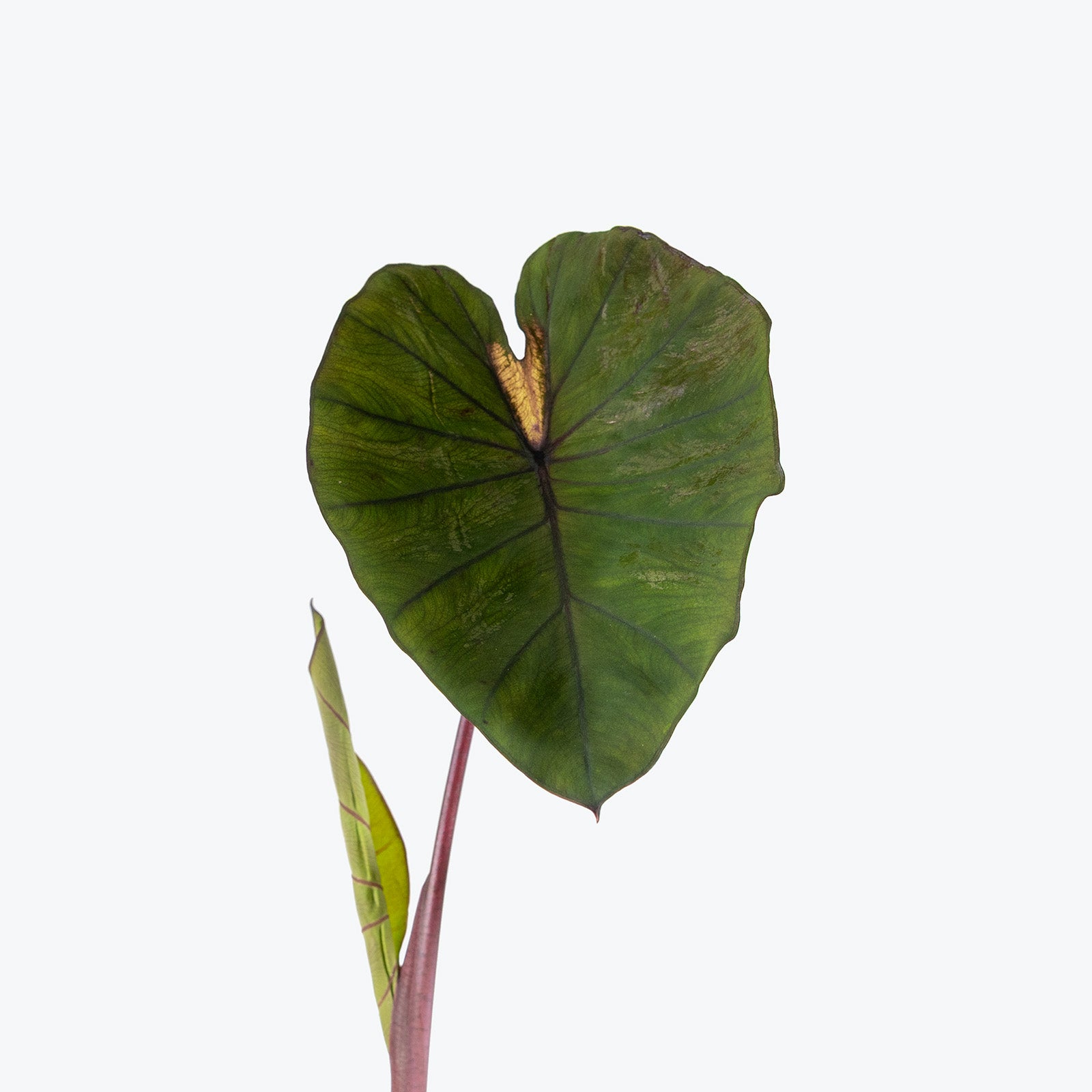 Colocasia Waikiki | Care Guide and Pro Tips - Delivery from Toronto across Canada - JOMO Studio