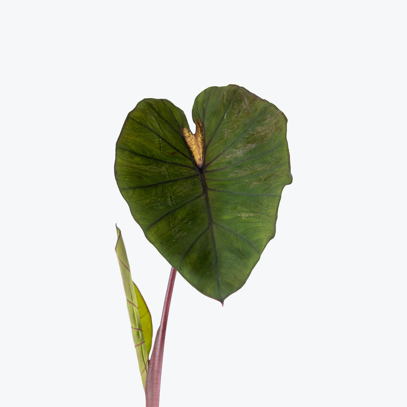 Colocasia Waikiki | Care Guide and Pro Tips - Delivery from Toronto across Canada - JOMO Studio