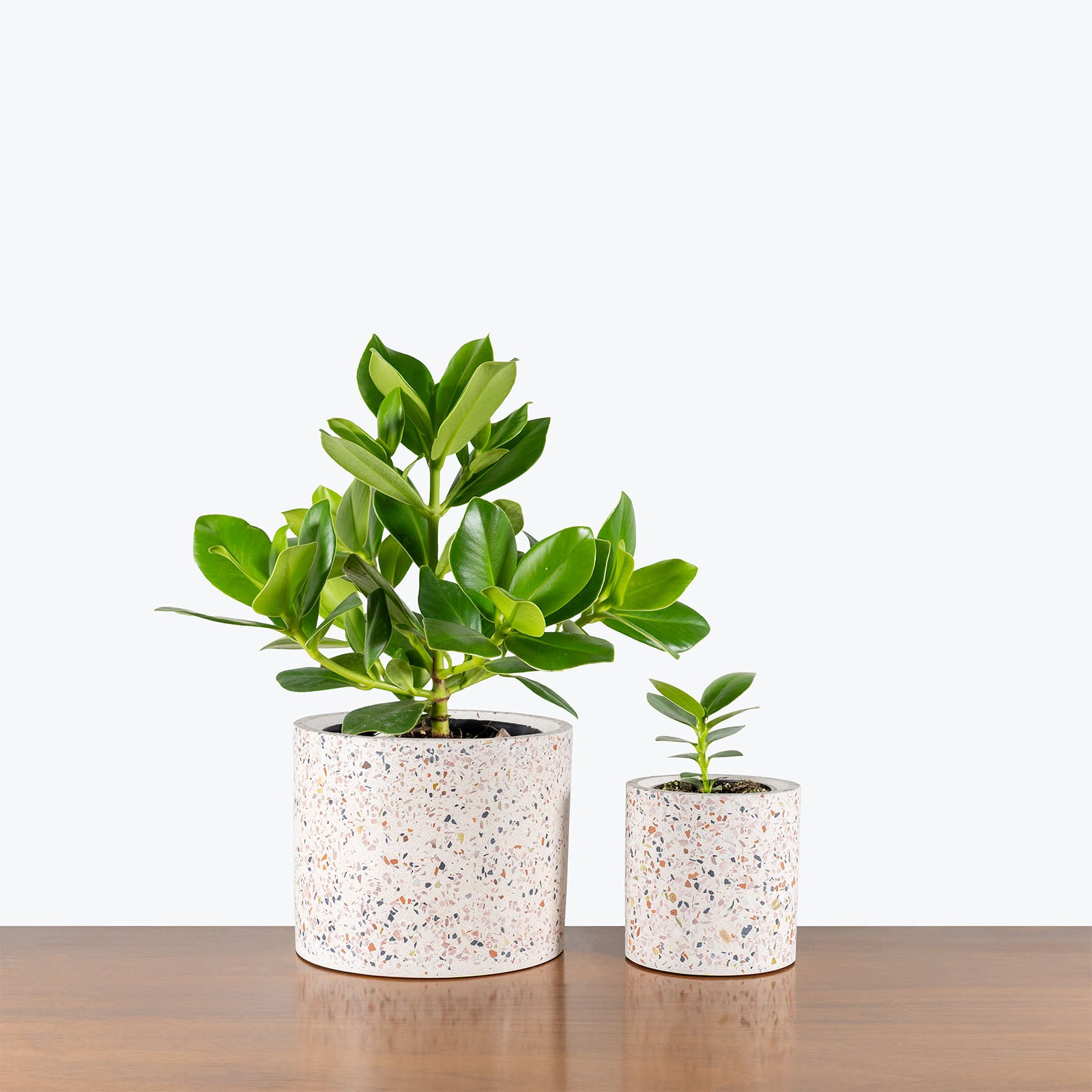 Confetti Concrete Planter