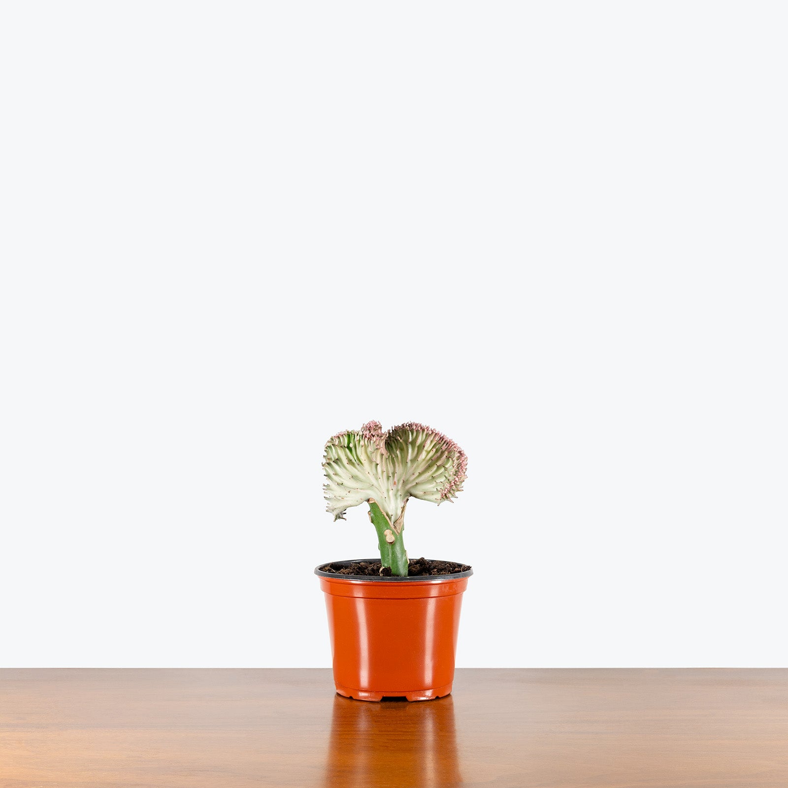 Coral Cactus | Care Guide and Pro Tips - Delivery from Toronto across Canada - JOMO Studio