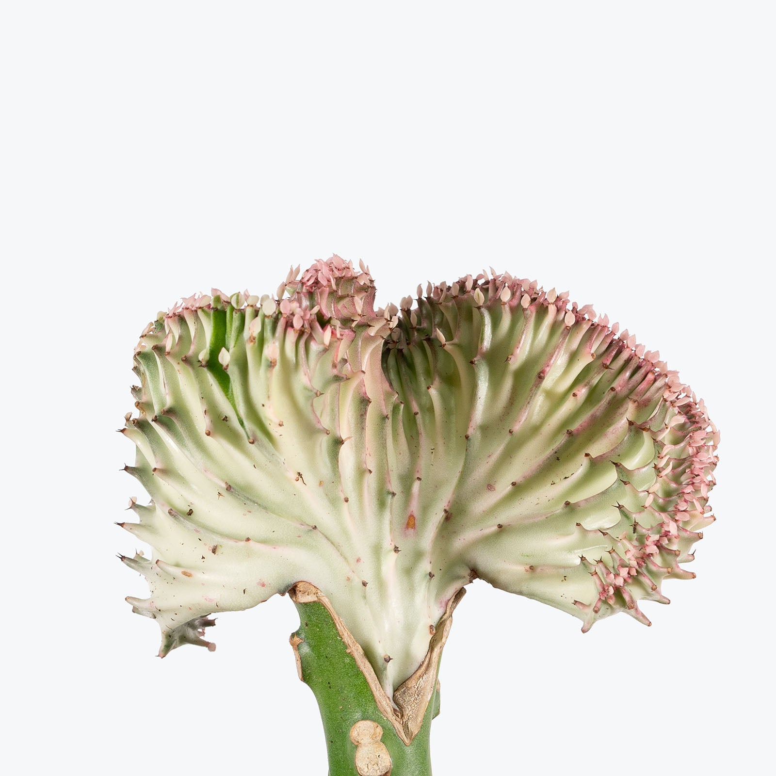 Coral Cactus | Care Guide and Pro Tips - Delivery from Toronto across Canada - JOMO Studio