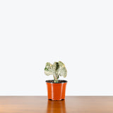 Coral Cactus — 6" Pot - White
