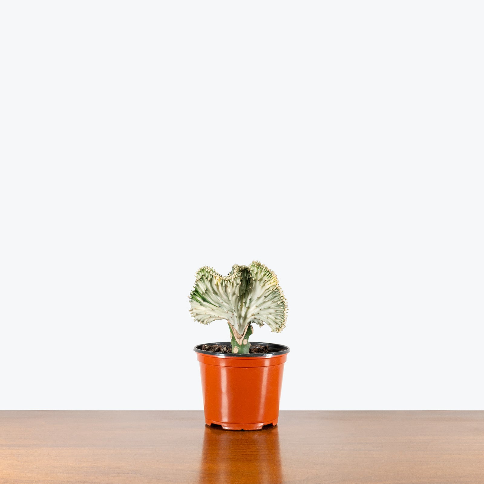 Coral Cactus | Care Guide and Pro Tips - Delivery from Toronto across Canada - JOMO Studio