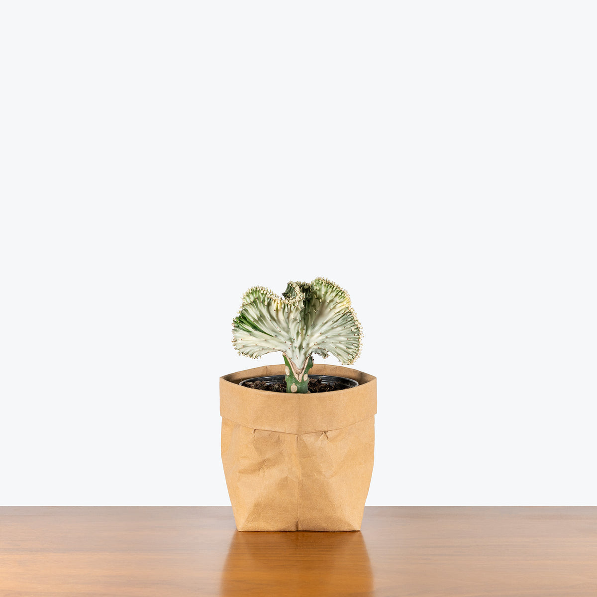 Coral Cactus | Care Guide and Pro Tips - Delivery from Toronto across  Canada
