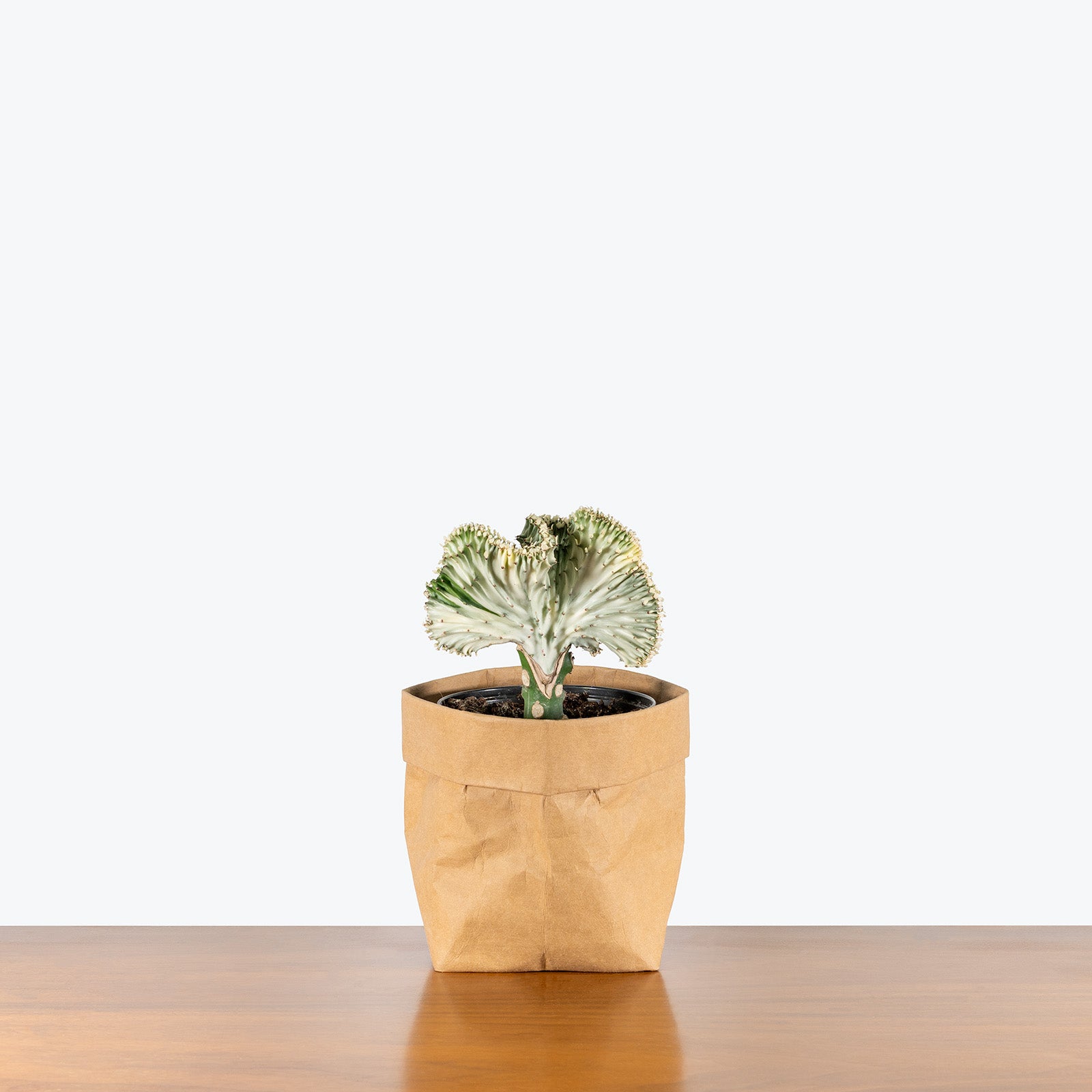 Coral Cactus | Care Guide and Pro Tips - Delivery from Toronto across Canada - JOMO Studio