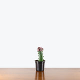 Coral Cactus — 4" Pot - Pink