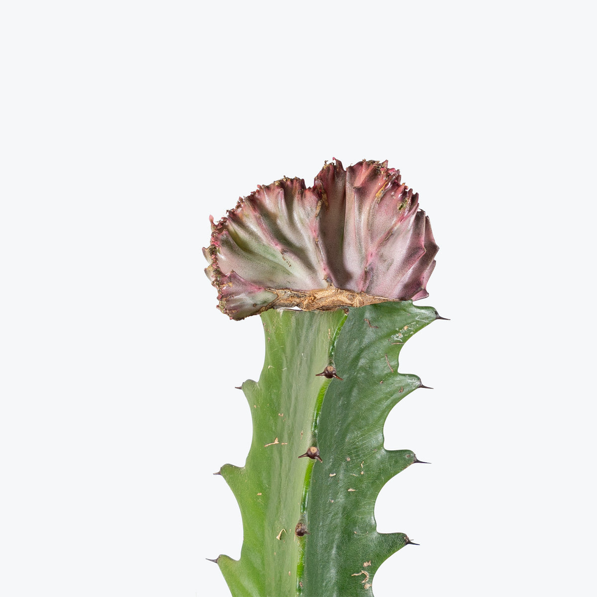Coral Cactus | Care Guide and Pro Tips - Delivery from Toronto across Canada - JOMO Studio