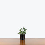 Crassula Tarantula — 4" Pot