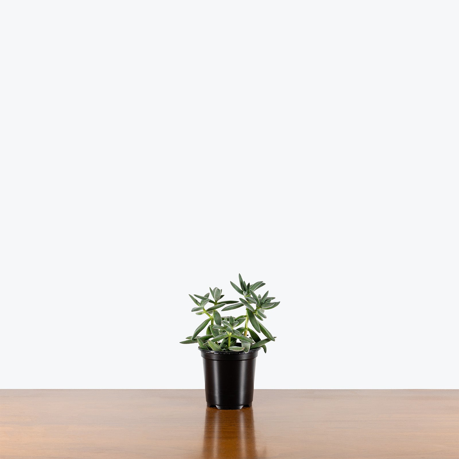 Crassula Tarantula | Care Guide and Pro Tips - Delivery from Toronto across Canada - JOMO Studio