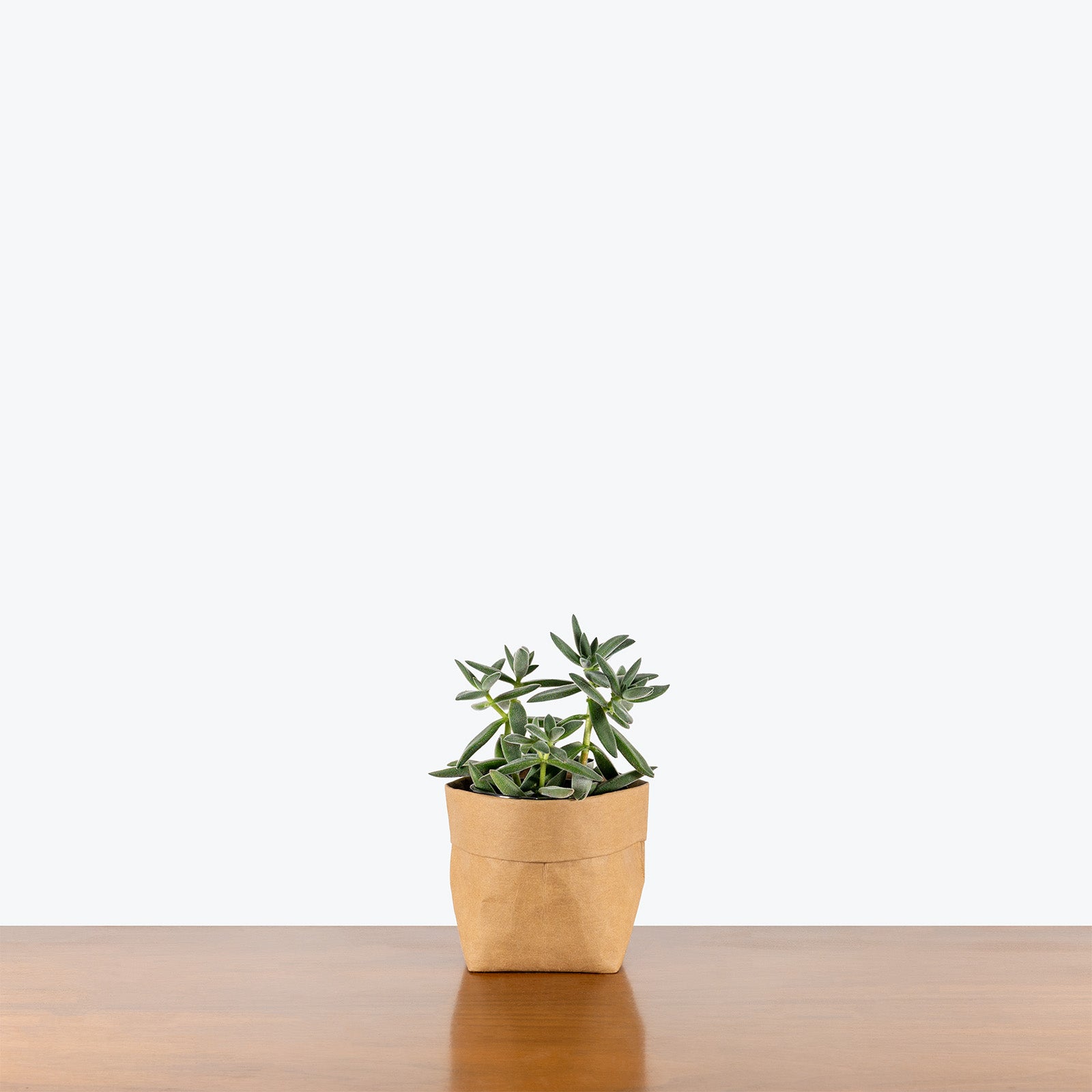 Crassula Tarantula | Care Guide and Pro Tips - Delivery from Toronto across Canada - JOMO Studio