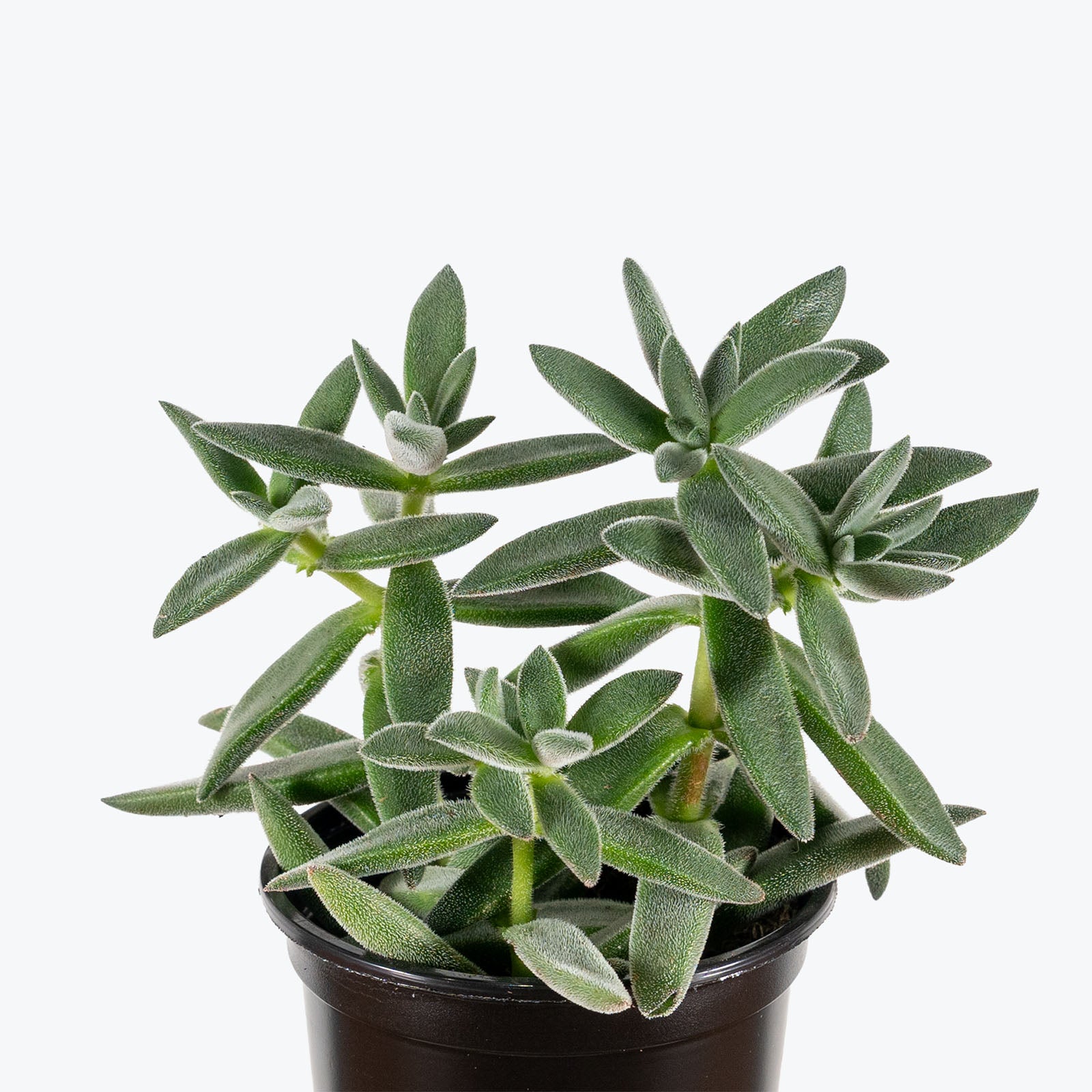 Crassula Tarantula | Care Guide and Pro Tips - Delivery from Toronto across Canada - JOMO Studio