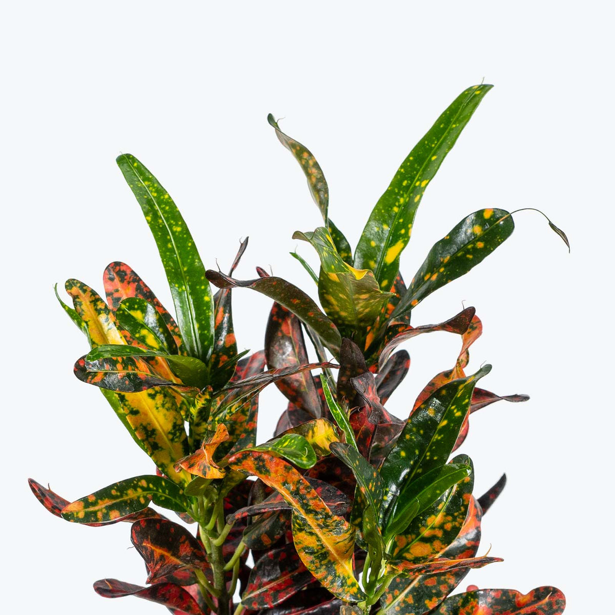 Croton Batik - House Plants Delivery Toronto - JOMO Studio