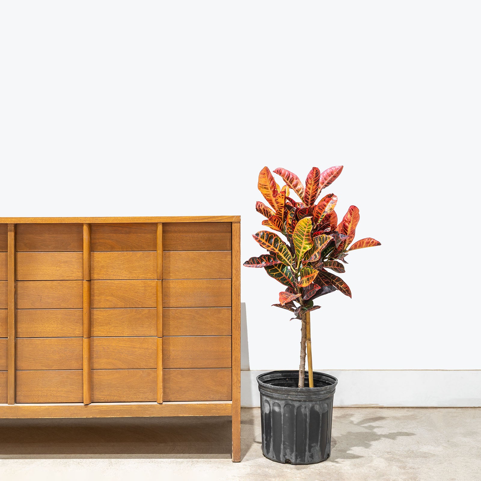 Croton Petra