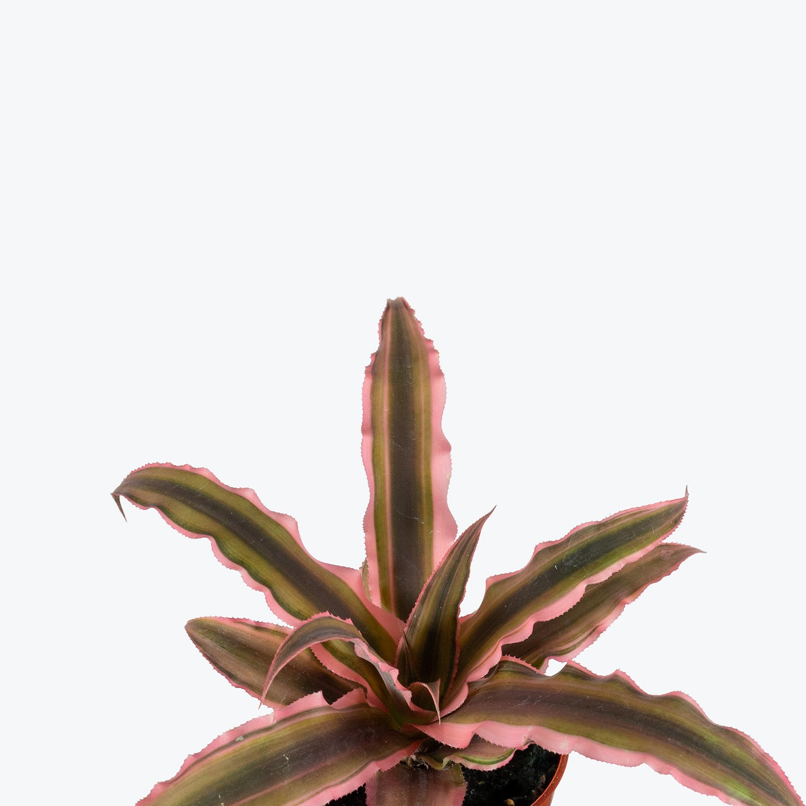 Cryptanthus Earth Star | Care Guide and Pro Tips - Delivery from Toronto across Canada - JOMO Studio