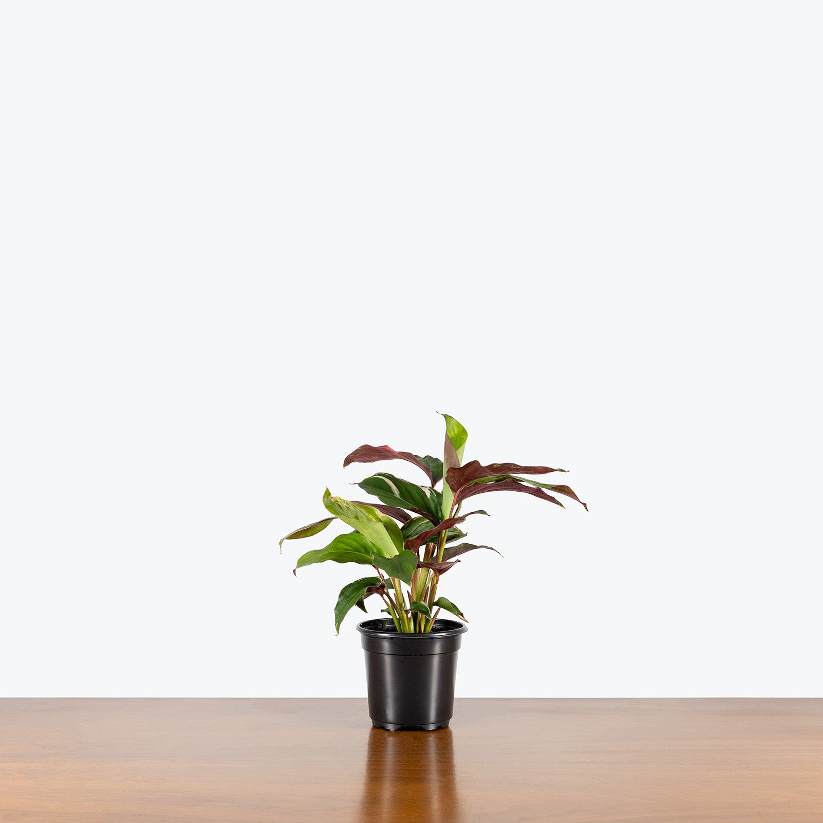 Ctenanthe Oppenheimiana Tricolor | Care Guide and Pro Tips - Delivery from Toronto across Canada - JOMO Studio