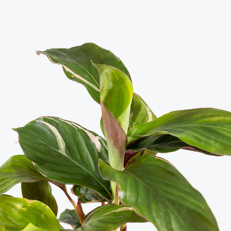 Ctenanthe Oppenheimiana Tricolor | Care Guide and Pro Tips - Delivery from Toronto across Canada - JOMO Studio