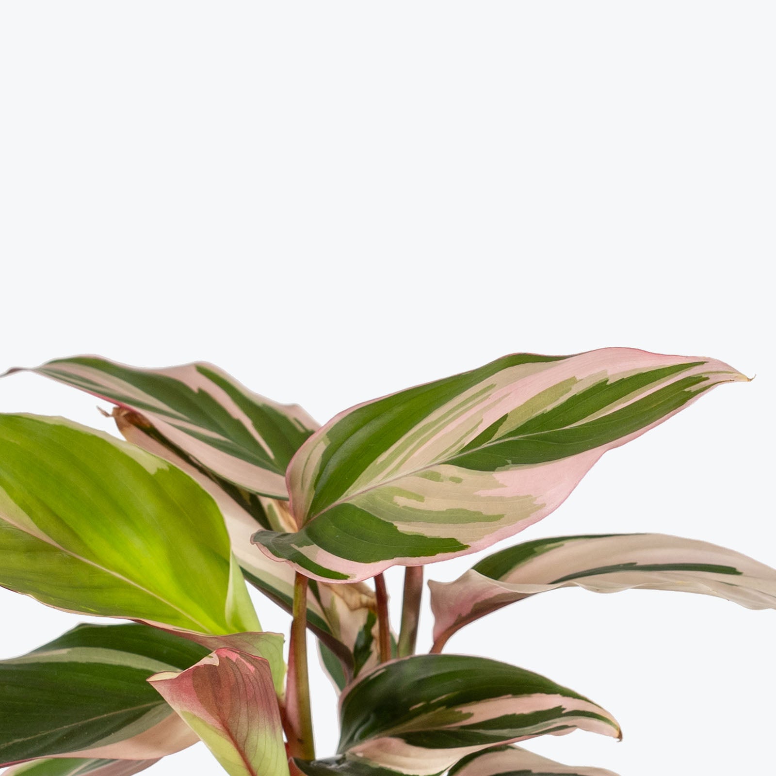 Ctenanthe Oppenheimiana Tricolor | Care Guide and Pro Tips - Delivery from Toronto across Canada - JOMO Studio