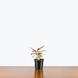 Ctenanthe Oppenheimiana Tricolor — 4” Pot (blemishes expected)