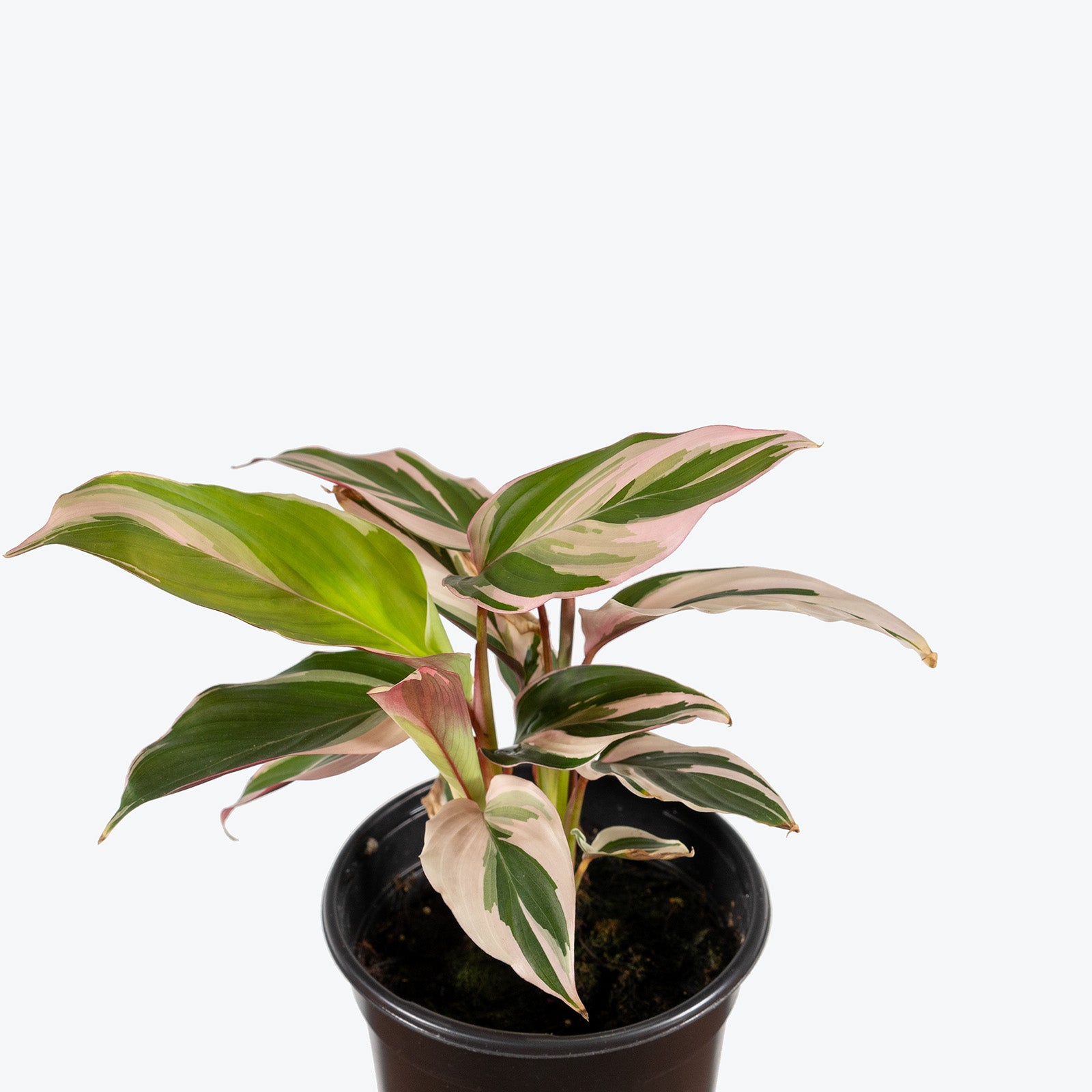 Ctenanthe Oppenheimiana Tricolor | Care Guide and Pro Tips - Delivery from Toronto across Canada - JOMO Studio