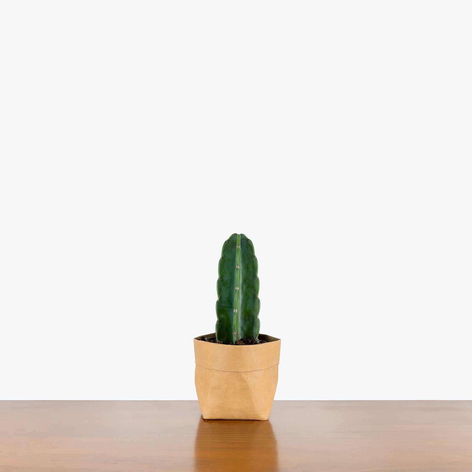 Cuddly Cactus | Cereus Jamacaru | Care Guide and Pro Tips - Delivery from Toronto across Canada - JOMO Studio