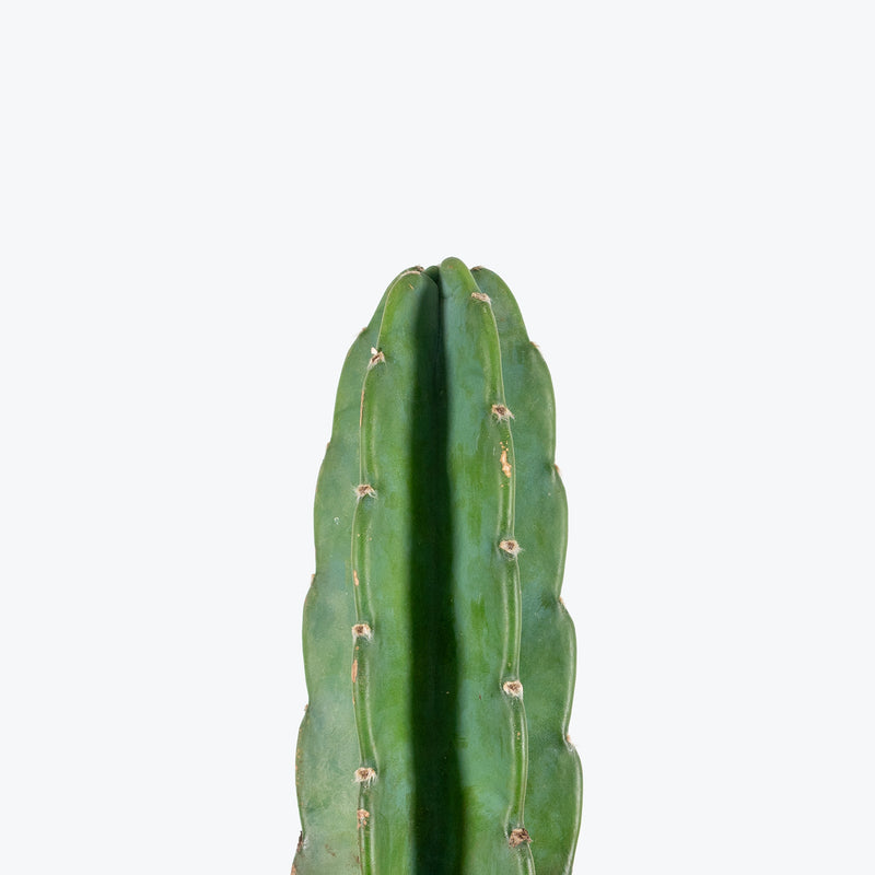 Cuddly Cactus | Cereus Jamacaru | Care Guide and Pro Tips - Delivery from Toronto across Canada - JOMO Studio