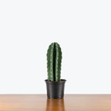 Cuddly Cactus — 6" Pot