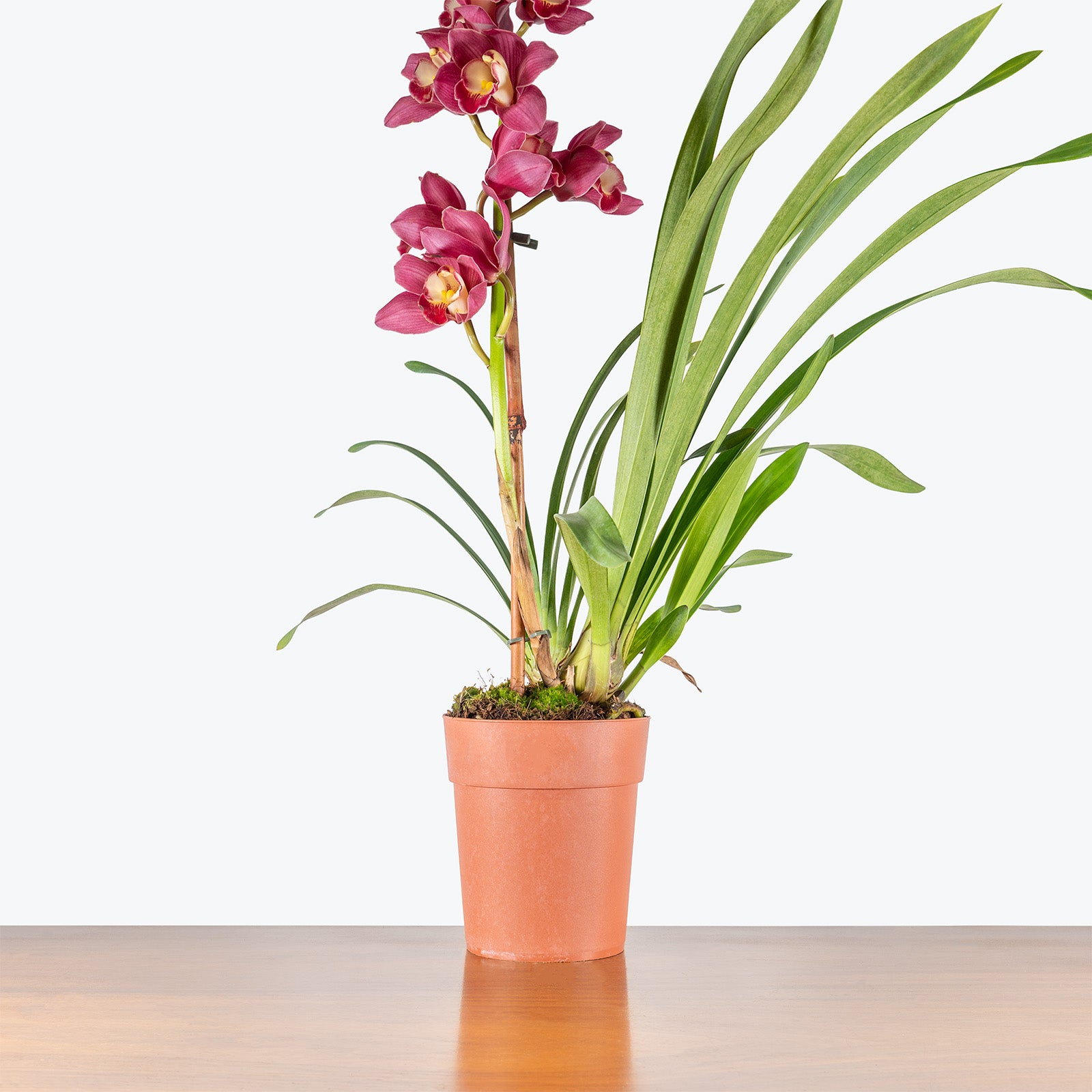 Cymbidium Orchid | Care Guide and Pro Tips - Delivery from Toronto across Canada - JOMO Studio