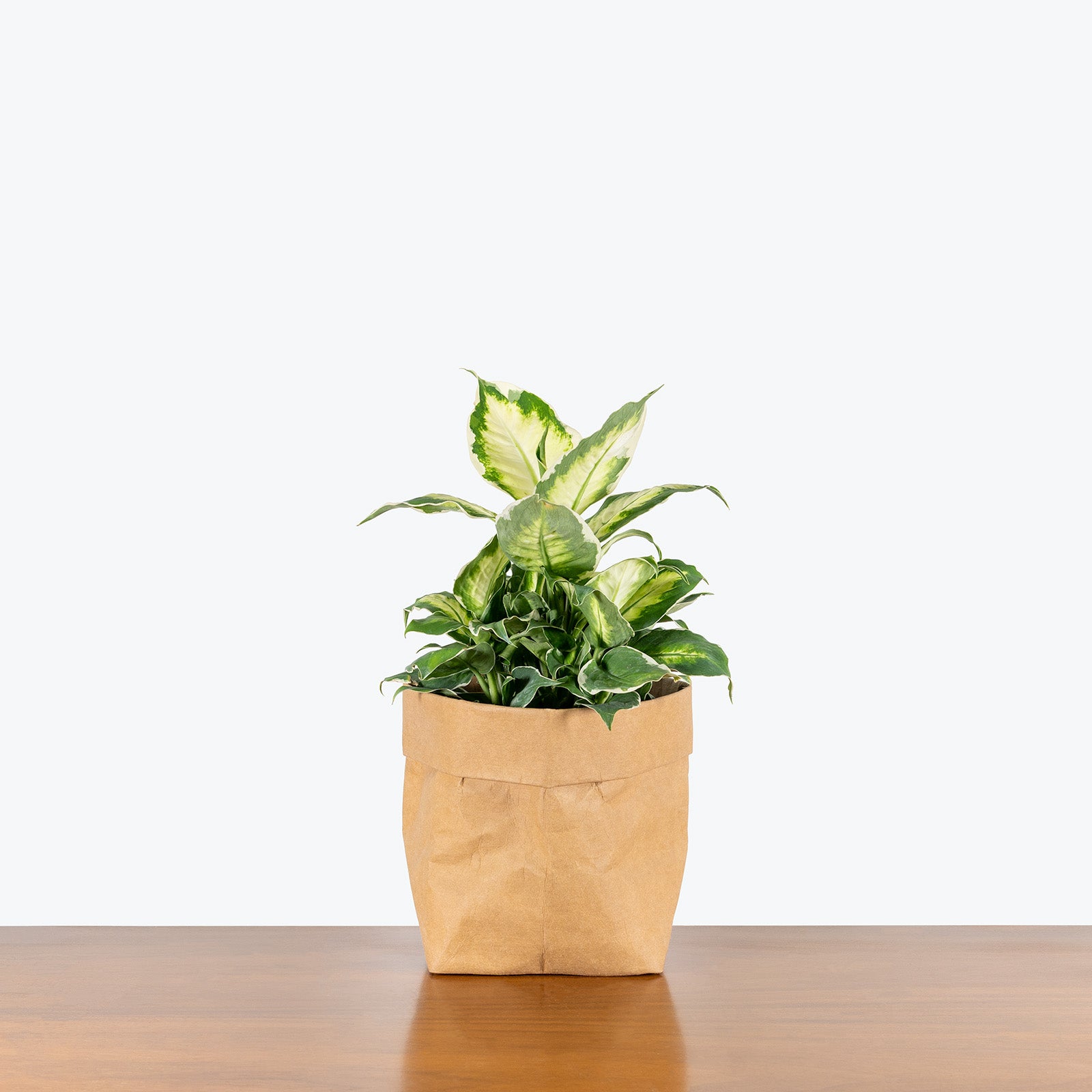 Dieffenbachia Cool Beauty | Care Guide and Pro Tips - Delivery from Toronto across Canada - JOMO Studio