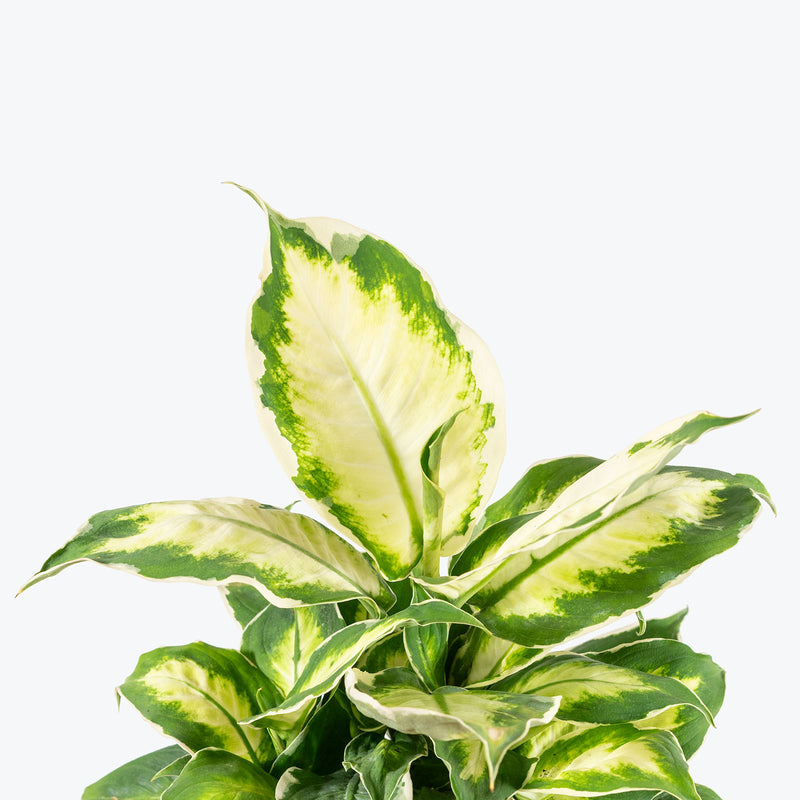 Dieffenbachia Cool Beauty | Care Guide and Pro Tips - Delivery from Toronto across Canada - JOMO Studio