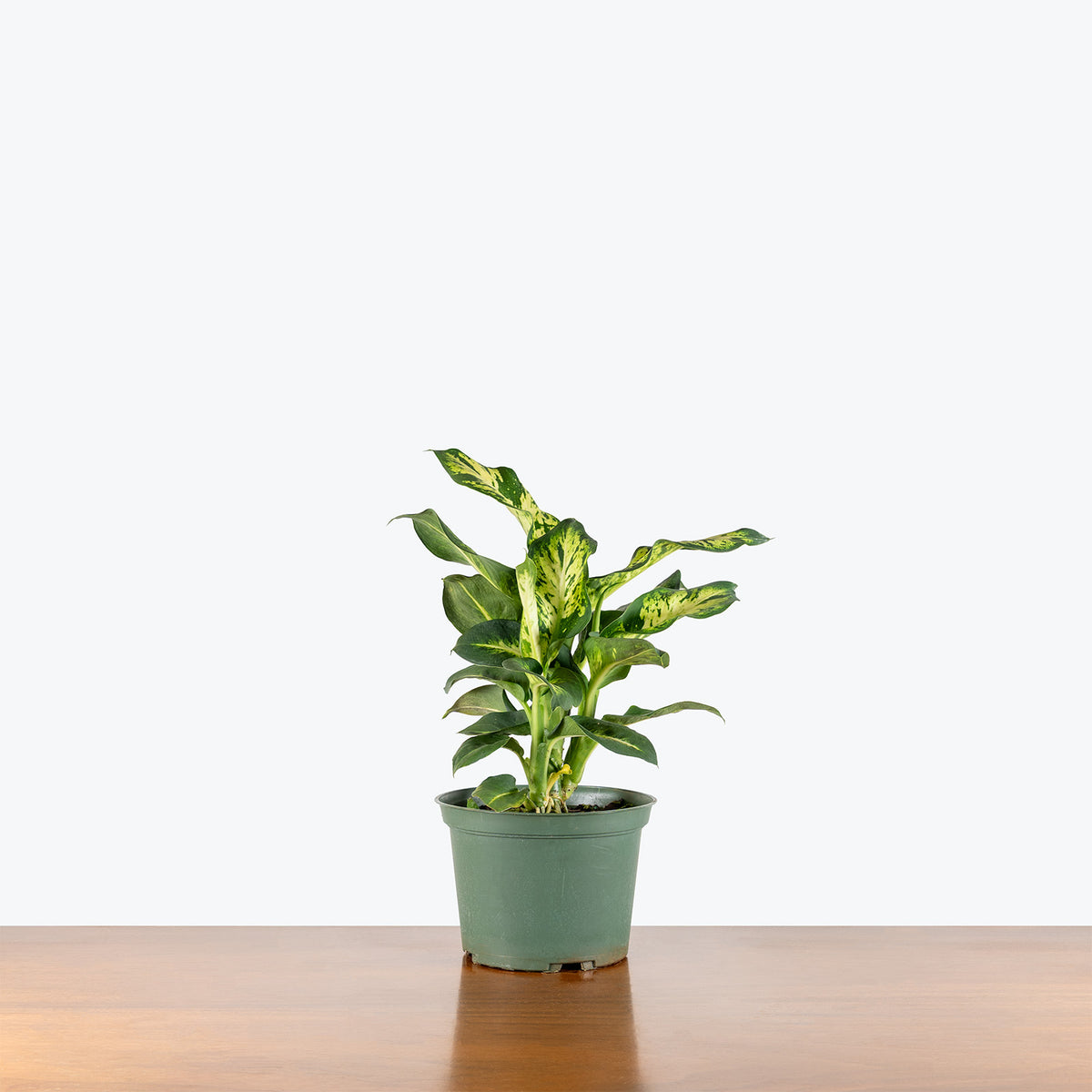 Dieffenbachia Sublime | Care Guide and Pro Tips - Delivery from Toronto across Canada - JOMO Studio
