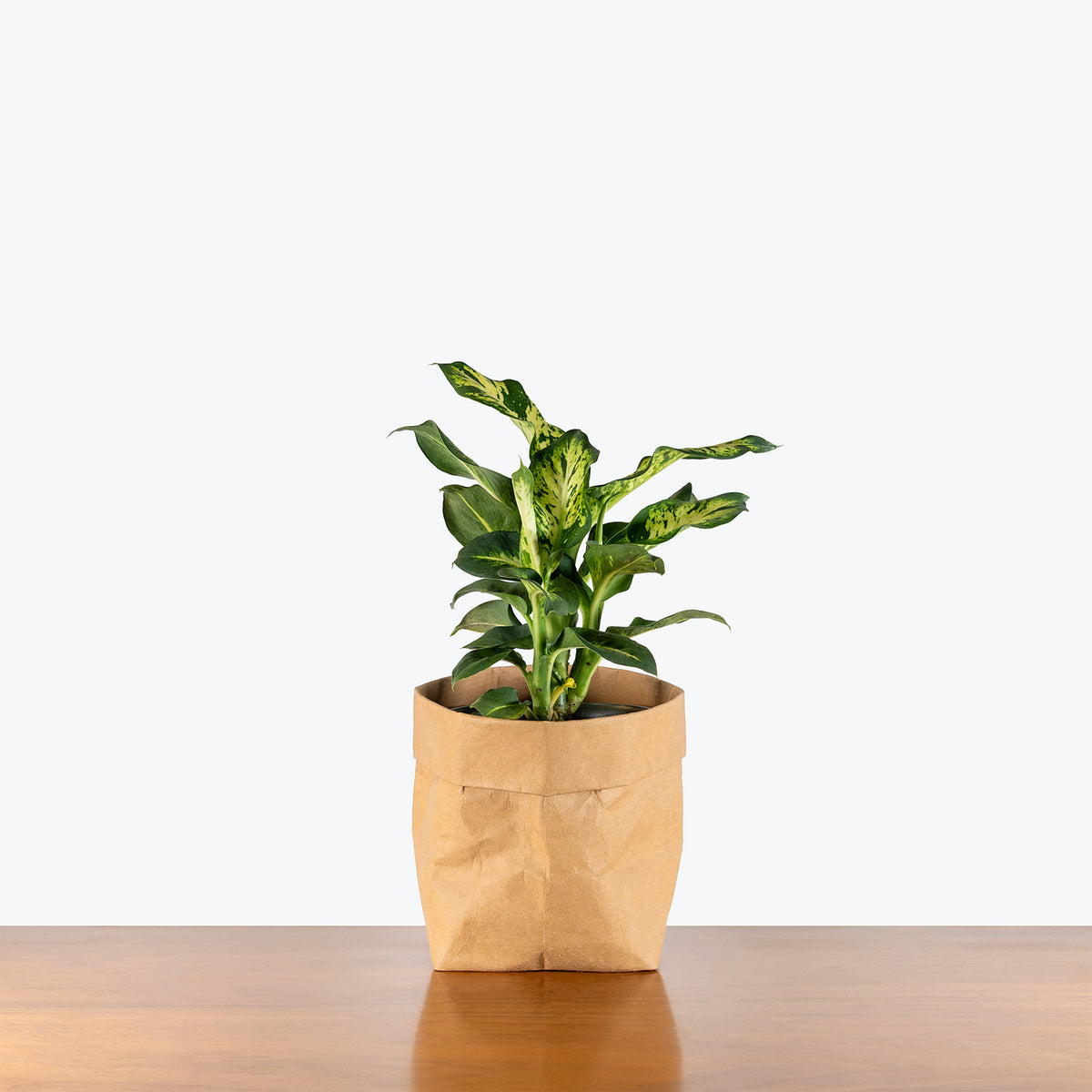 Dieffenbachia Sublime | Care Guide and Pro Tips - Delivery from Toronto across Canada - JOMO Studio