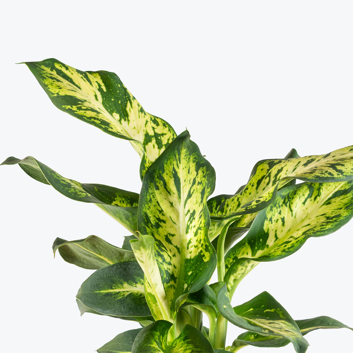 Dieffenbachia Sublime | Care Guide and Pro Tips - Delivery from Toronto across Canada - JOMO Studio