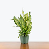 Dieffenbachia Vesuvius — 6" Pot