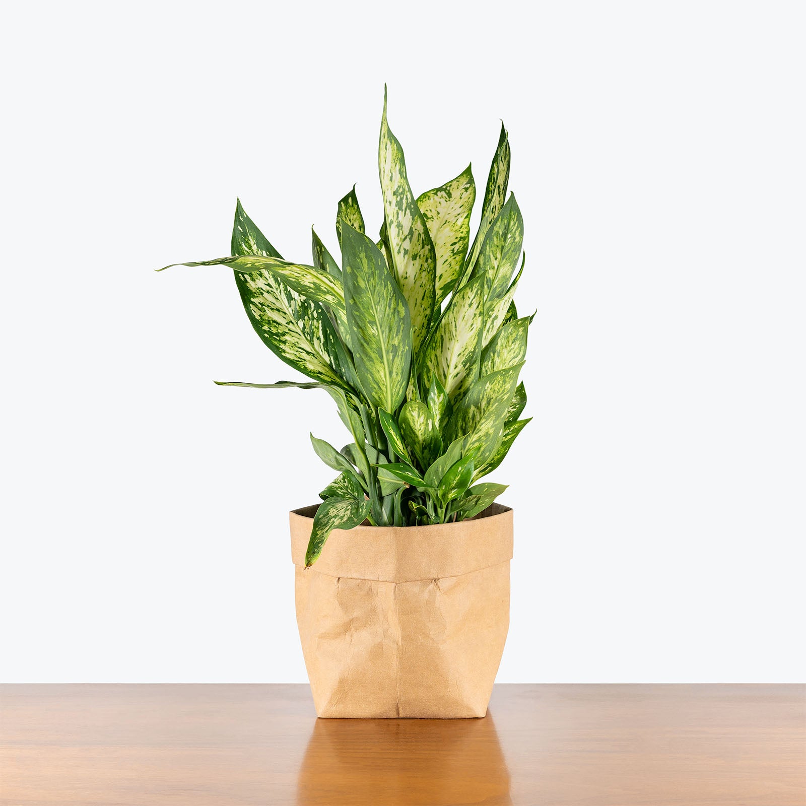 Dieffenbachia Vesuvius | Care Guide and Pro Tips - Delivery from Toronto across Canada - JOMO Studio