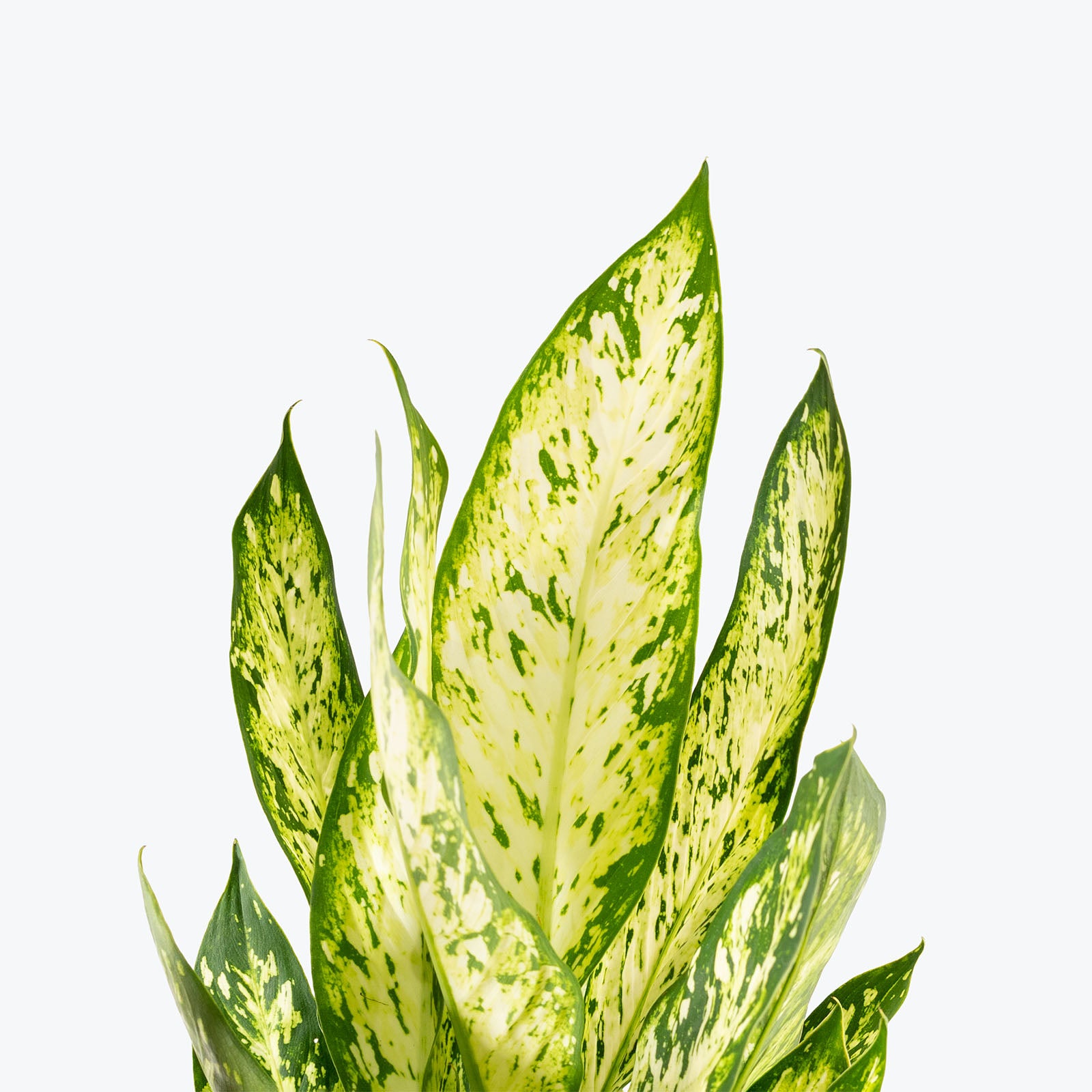 Dieffenbachia Vesuvius | Care Guide and Pro Tips - Delivery from Toronto across Canada - JOMO Studio