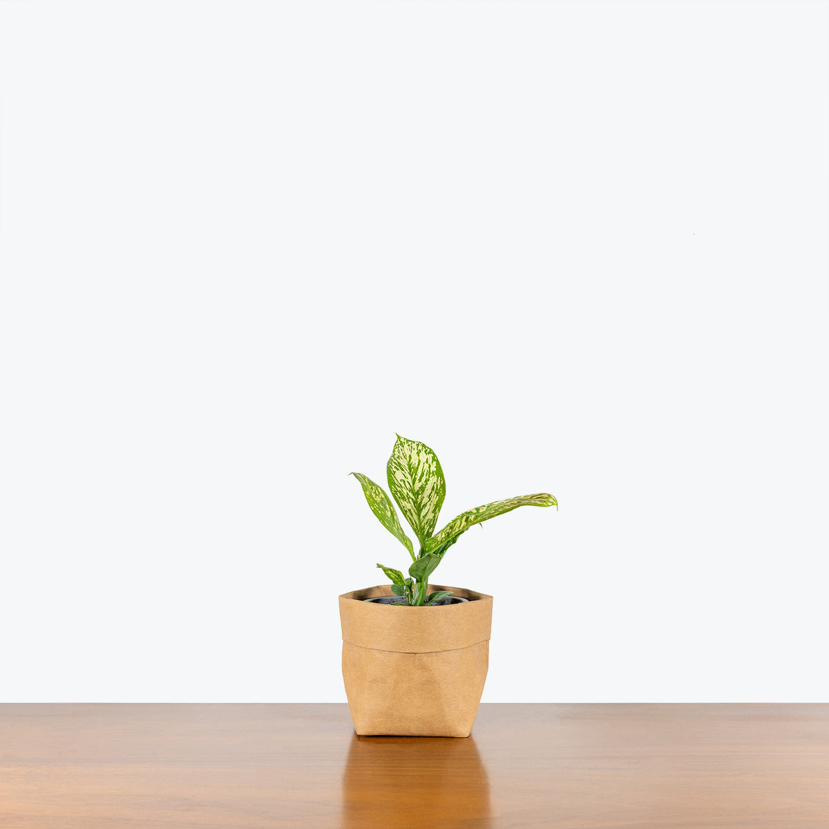 Dieffenbachia White Etna - House Plants Delivery Toronto