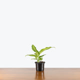 Dieffenbachia Camouflage — 4" Pot