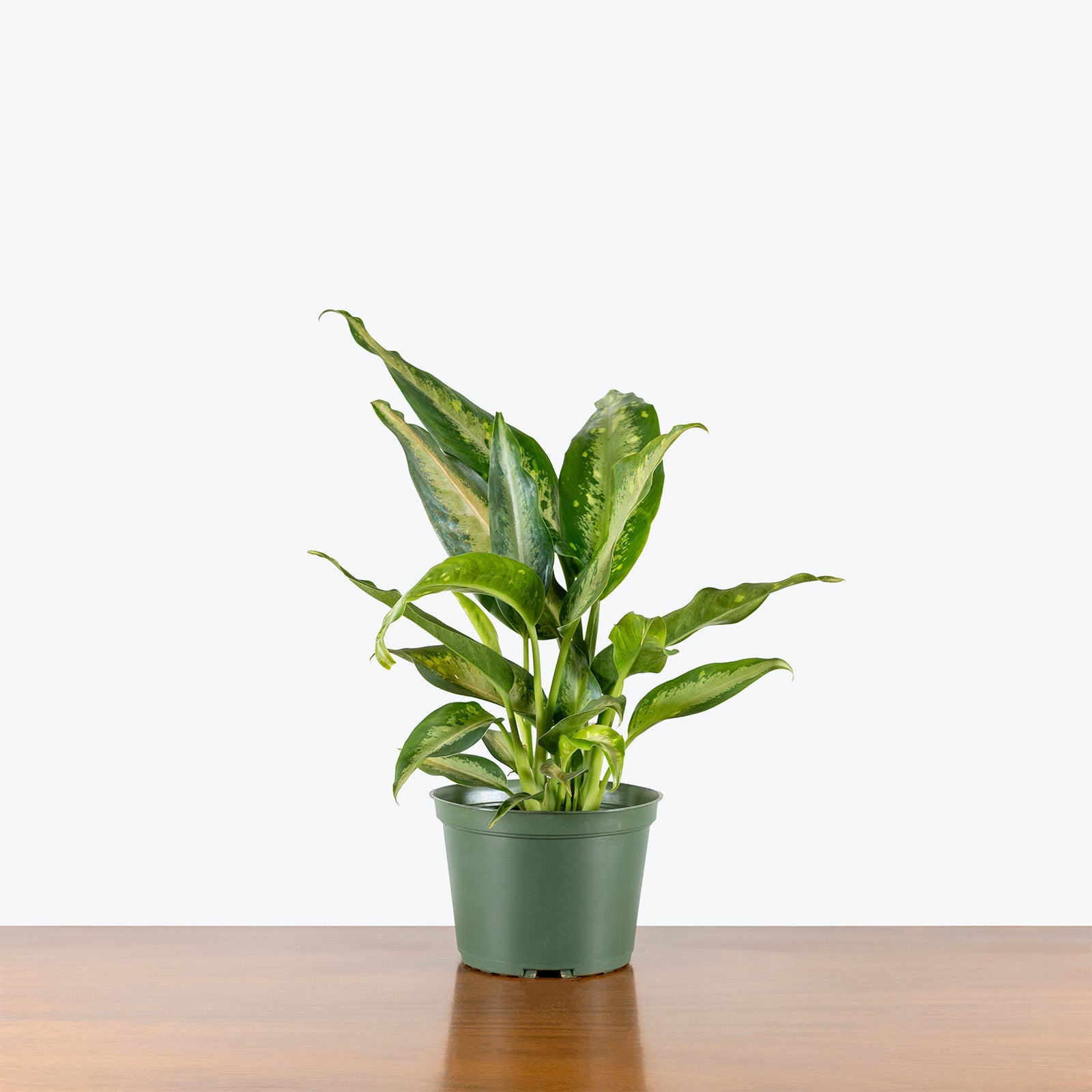 Dieffenbachia Panther | Air Purifying Easy Care Houseplants for Delivery | Care Guide and Pro Tips