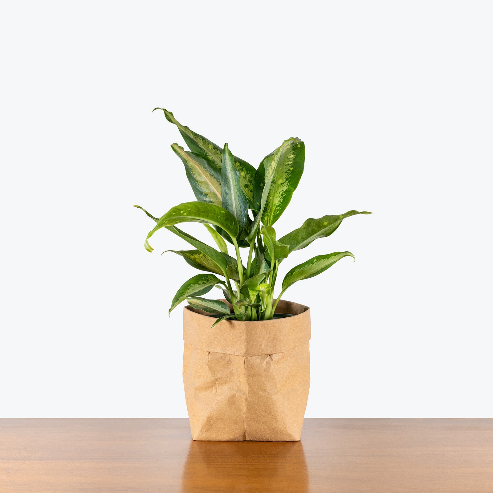 Dieffenbachia Panther | Air Purifying Easy Care Houseplants for Delivery | Care Guide and Pro Tips