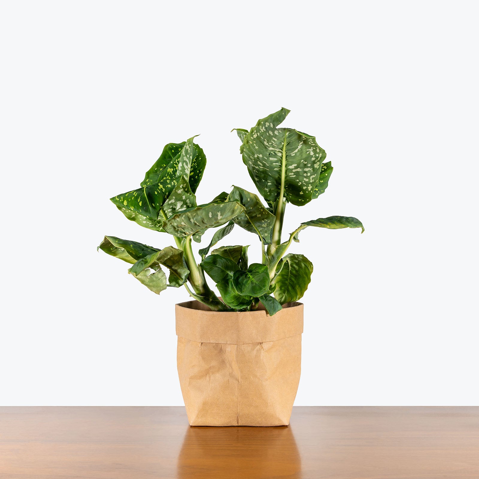 Dieffenbachia Reflector | Care Guide and Pro Tips - Delivery from Toronto across Canada - JOMO Studio