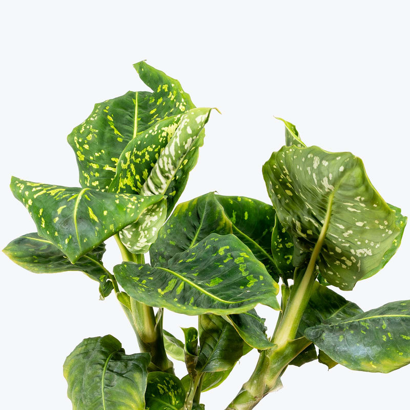 Dieffenbachia Reflector | Care Guide and Pro Tips - Delivery from Toronto across Canada - JOMO Studio