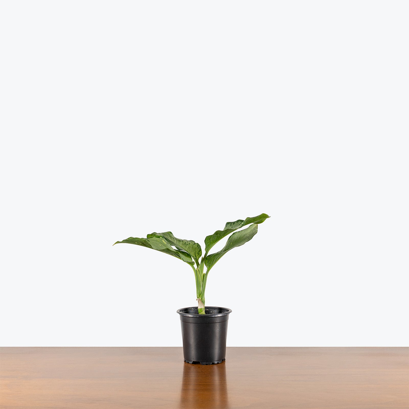 Dieffenbachia Tiki | Care Guide and Pro Tips - Delivery from Toronto across Canada - JOMO Studio