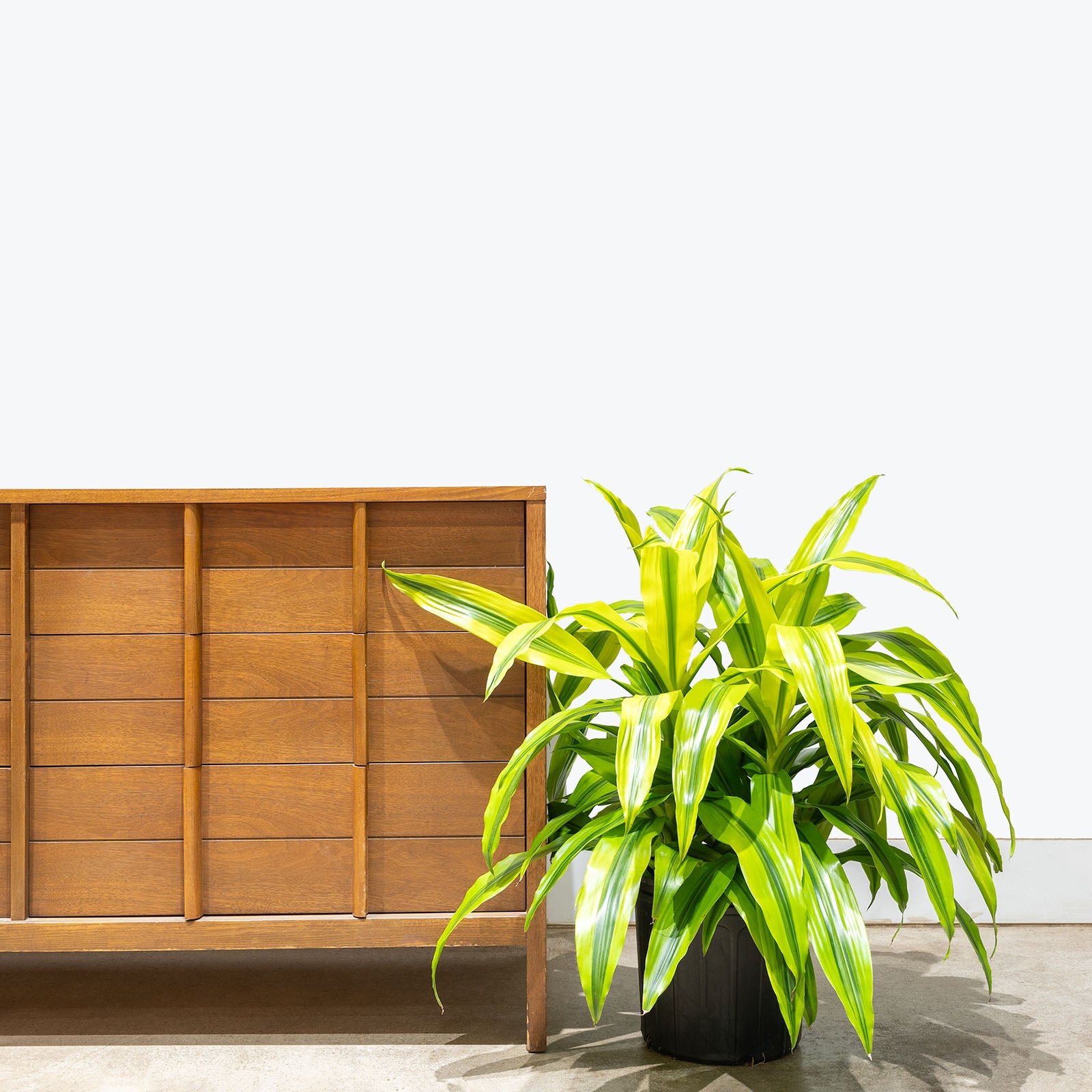 Dracaena Kristi | Care Guide and Pro Tips - Delivery from Toronto across Canada - JOMO Studio