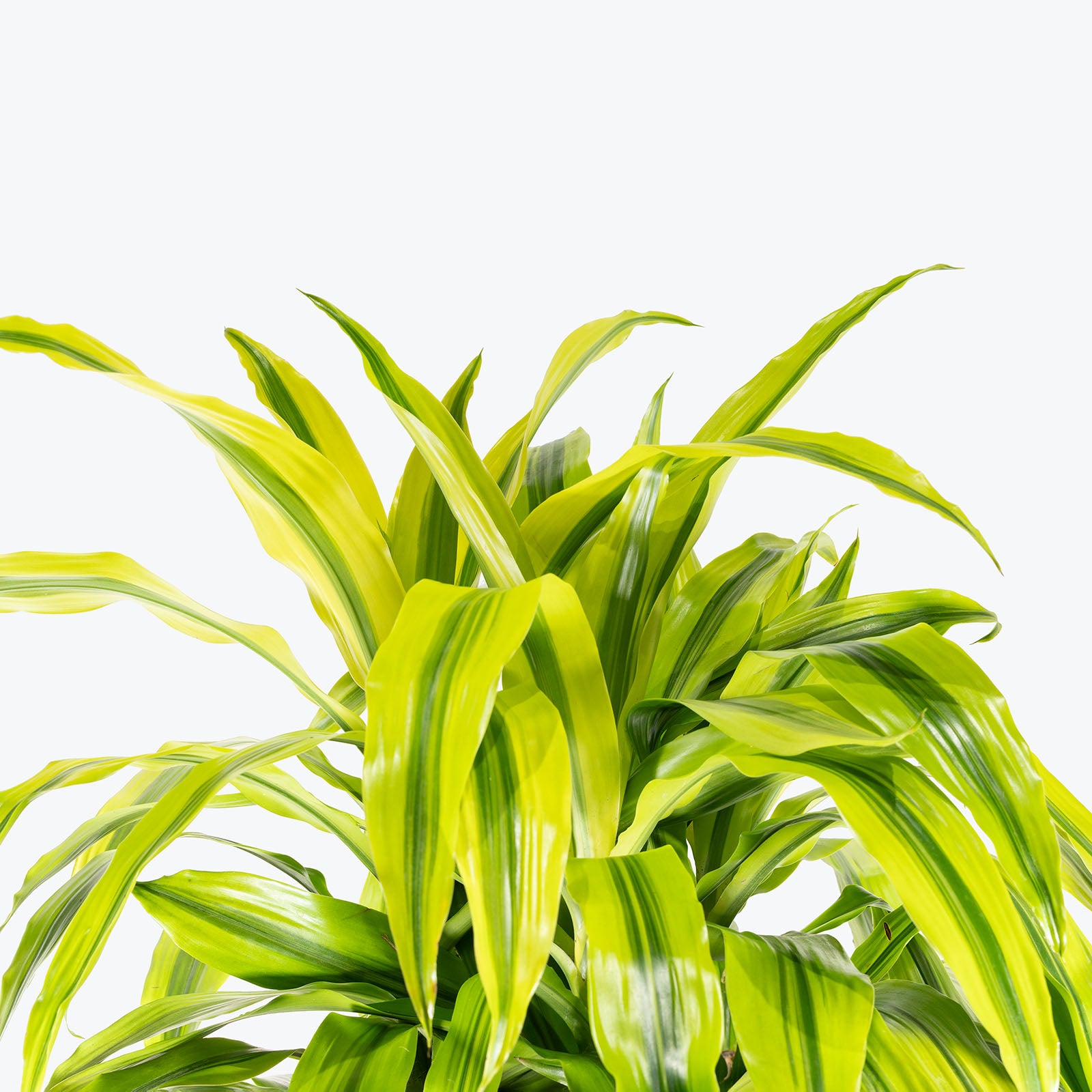 Dracaena Kristi | Care Guide and Pro Tips - Delivery from Toronto across Canada - JOMO Studio