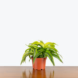 Dracaena Lemon Surprise — 6" Pot