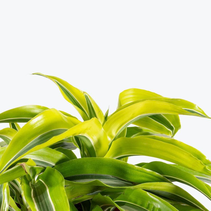 Dracaena Lemon Surprise | Care Guide and Pro Tips - Delivery from Toronto across Canada - JOMO Studio