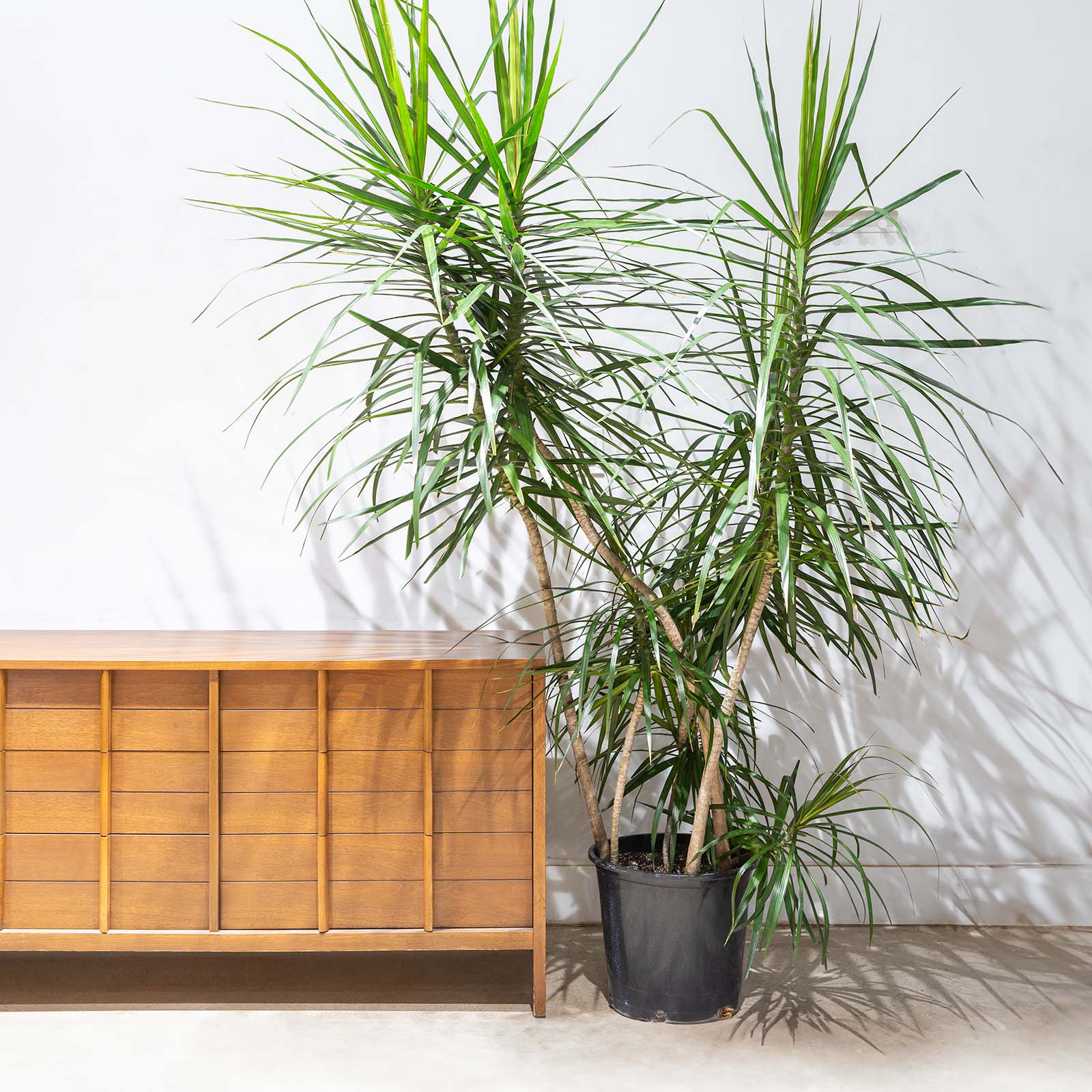 Dracaena Marginata Staggered | Care Guide and Pro Tips - Delivery from Toronto across Canada - JOMO Studio