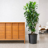 Dracaena Reflexa — 14" Pot (5'-6' Tall)