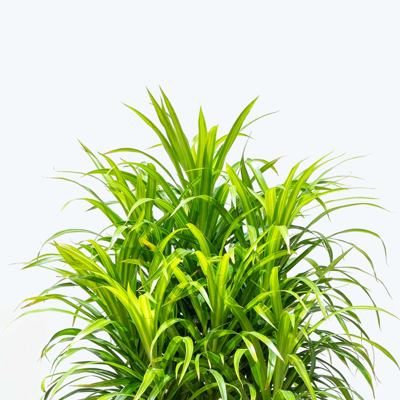 Dracaena Reflexa Anita Variegata | Care Guide and Pro Tips - Delivery from Toronto across Canada - JOMO Studio